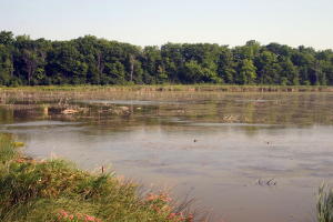 Beaver Meadow