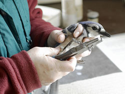 Banding Blue Jay