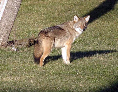 Coyote. Photo by Mia Lane of Demorestville