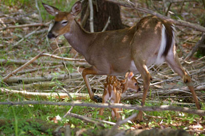 White-tailed Deer. Photo by Susan Shipman of Wellington