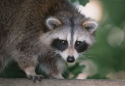 Raccoon. Photo by Peter Sporring of Belleville