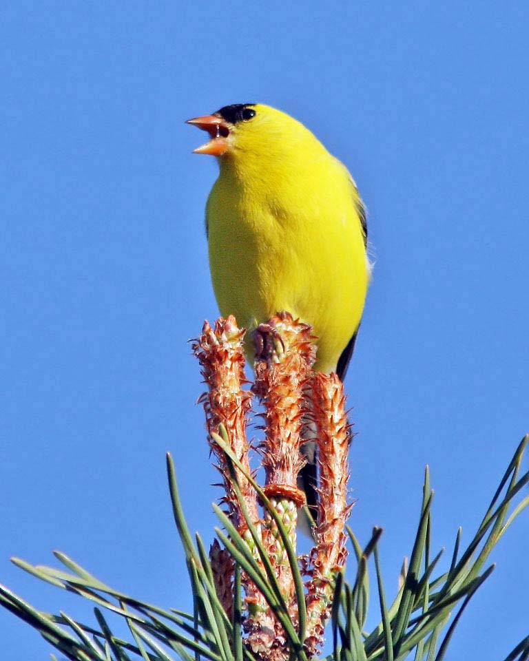 American Goldfinch, photo by Dave Bell of Belleville