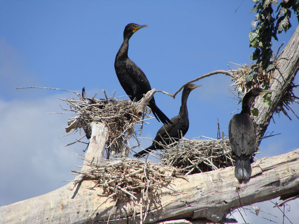 Double-crested Cormorants. Photo by Terry Sprague