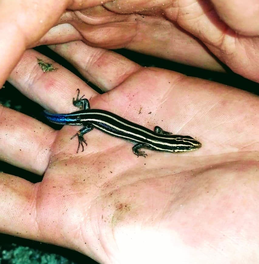 Five-lined Skink. Photo submitted by Matt Ellerbeck
