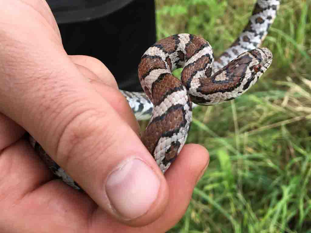 An Eastern Milk Snake (Lampropeltis triangulum), these non-venomous snakes are often confused with rattlesnakes due to their superficial resemblance. Milk Snakes are widespread across Ontario.
