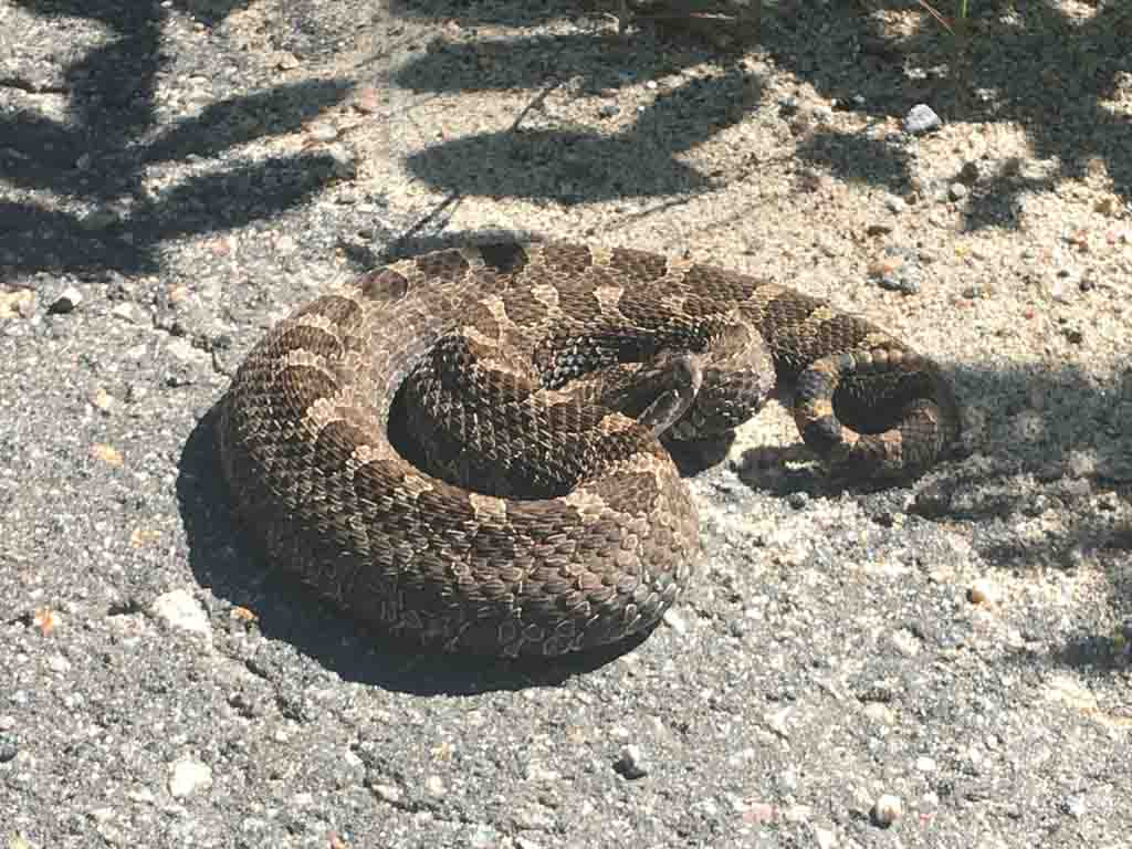 Massasauga Rattle Snake (Sistrurus catenatus), Ontario's only venomous snake. It is found primarily along the Georgian Bay and Bruce Peninsula. 