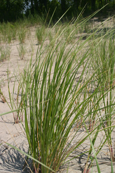 Marram Grass, photo by Terry Sprague