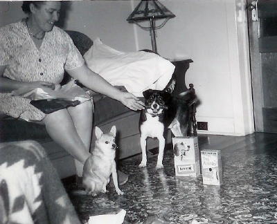 Christmas morning, Chico with beef chew, photo by T. Sprague