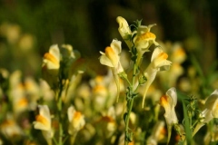 toadflax_4
