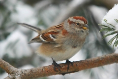 tree_sparrow