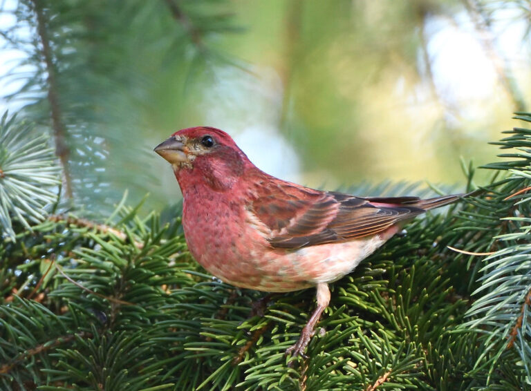Winter Finch Forecast – 2026 to 2027 – Nature Stuff